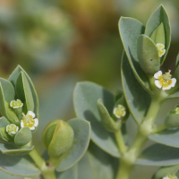 chamaesyce_mesembrianthemifolia2md (Euphorbia mesembrianthemifolia)