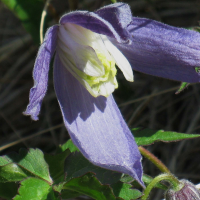 clematis_alpina4mv (Clematis alpina)