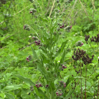 cynoglossum_officinale1bmd (Cynoglossum officinale)