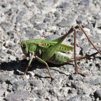 Decticus verrucivorus (Dectique verrucivore)