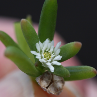 delosperma_napiforme2md (Delosperma napiforme)