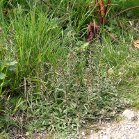 Gnaphalium sylvaticum (Gnaphale des bois)
