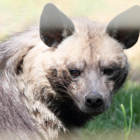 Hyaena hyaena (Hyène rayée)