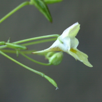 impatiens_parviflora2md