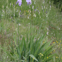 Iris pallida (Iris dalmate, Iris pâle)