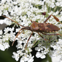 leptoglossus_occidentalis2bd