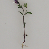 Linaria arvensis (Linaire des champs)