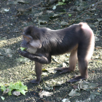 macaca_tonkeana3sd