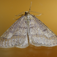Phigaliohibernia (Phigaliohybernia) marginaria (Hibernie hâtive)