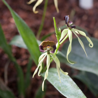 Prosthechea cochleata (Encyclia, Prostechea)