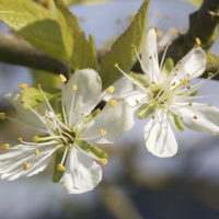 prunus_domestica_domestica2md