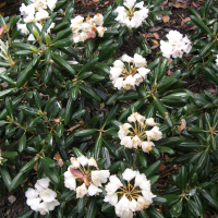 Rhododendron yakushimanum (Rhododendron)