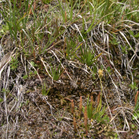 Selaginella selaginoides (Sélaginelle)