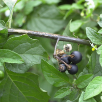 solanum_nigrum3bmd (Solanum nigrum)