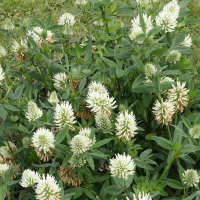 Trifolium pannonicum (Trèfle de Hongrie)