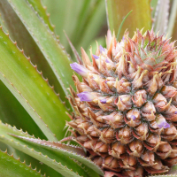 ananas_comosus4md