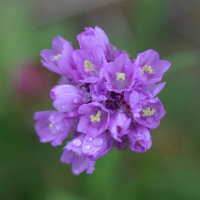 armeria_halleri2amd (Armeria halleri)