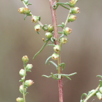 artemisia_campestris2md (Artemisia campestris)