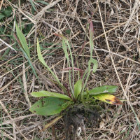 baldellia_ranunculoides3md (Baldellia ranunculoides)