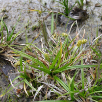 carex_viridula_oedocarpa3md (Carex demissa)