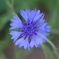 centaurea_cyanus2md