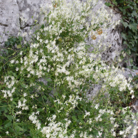 clematis_flammula3md (Clematis flammula)