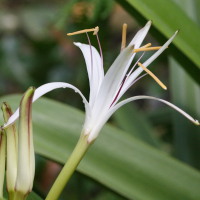 crinum_mauritianum2md (Crinum mauritianum)