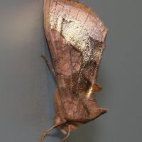 diachrysia_chrysitis6bd (Diachrysia chrysitis)