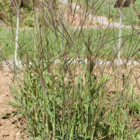 Digitaria sanguinalis (Digitaire sanguine)