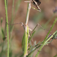 empusa_pennata6bd (Empusa pennata)