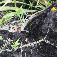 epidendrum_radicans3bd (Epidendrum radicans)