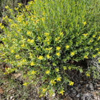 euphorbia_flavicoma4md