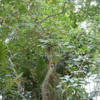Ficus capensis (Figuier)