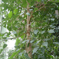 Ficus religiosa (Figuier des pagodes)