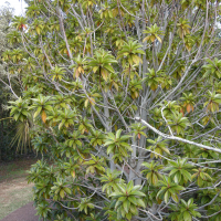 Foetidia mauritiana (Fétidie de Maurice, Bois puant)