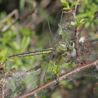 gomphus_pulchellus4bd