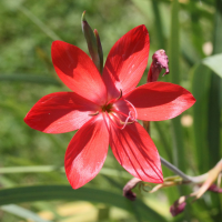 hesperantha_coccinea2md