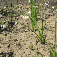 Leucoium, Leucojum aestivum (Nivéole d'été)