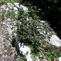 Lonicera alpigena (Camerisier des Alpes)