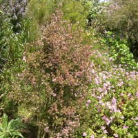 Melaleuca squamea (Melaleuca)