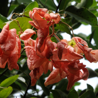 mussaenda_erythrophylla2md