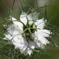 nigella_damascena8md