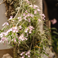 Oerstedella centradenia (Oerstedella)