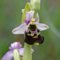 ophrys_fuciflora2md