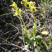 ophrys_lutea4md