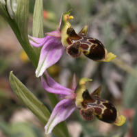 ophrys_scolopax4md