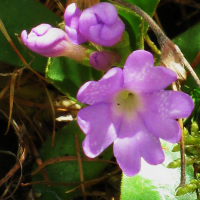 primula_pedemontana2mv