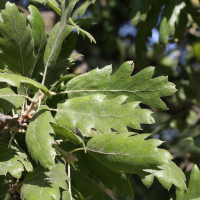Quercus ithaburensis  ssp. macrolepis (Chêne à glands doux)