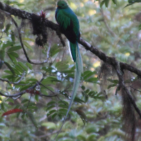 Pharomachus mocinno (Quetzal resplendissant)