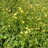 Ranunculus caucasicus (Renoncule du Caucase)